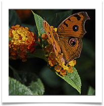 Butterfly (Peacock Pansy) Hanoi Vietnam - Richard Nicholls